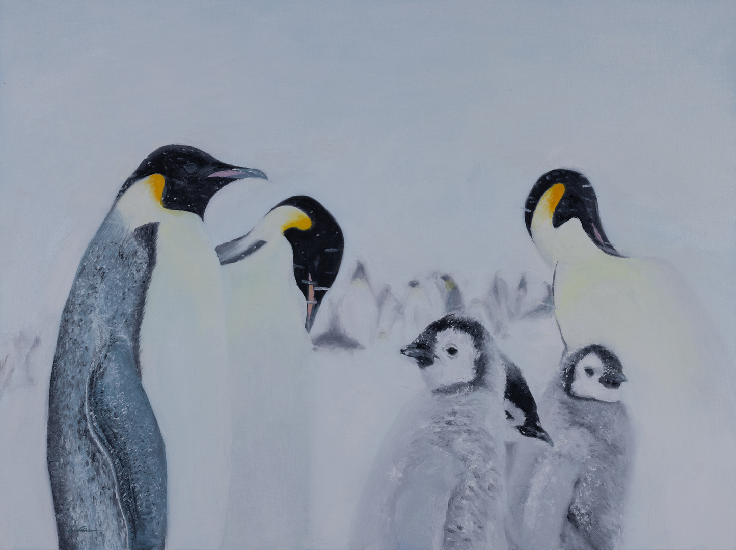 Emperor Penguins in Snow